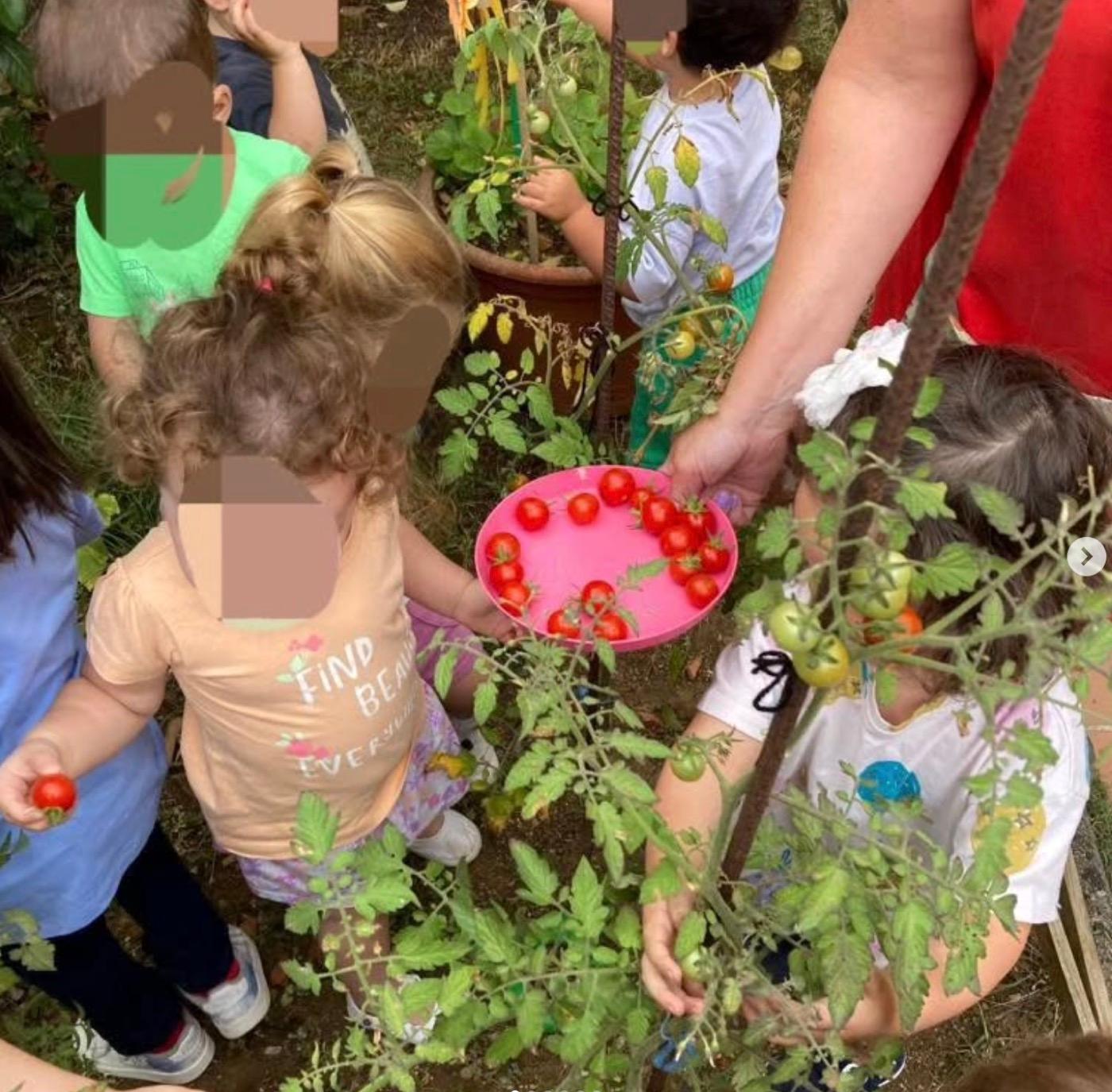 Los niños recogiendo tomates de las tomateras de la huerta