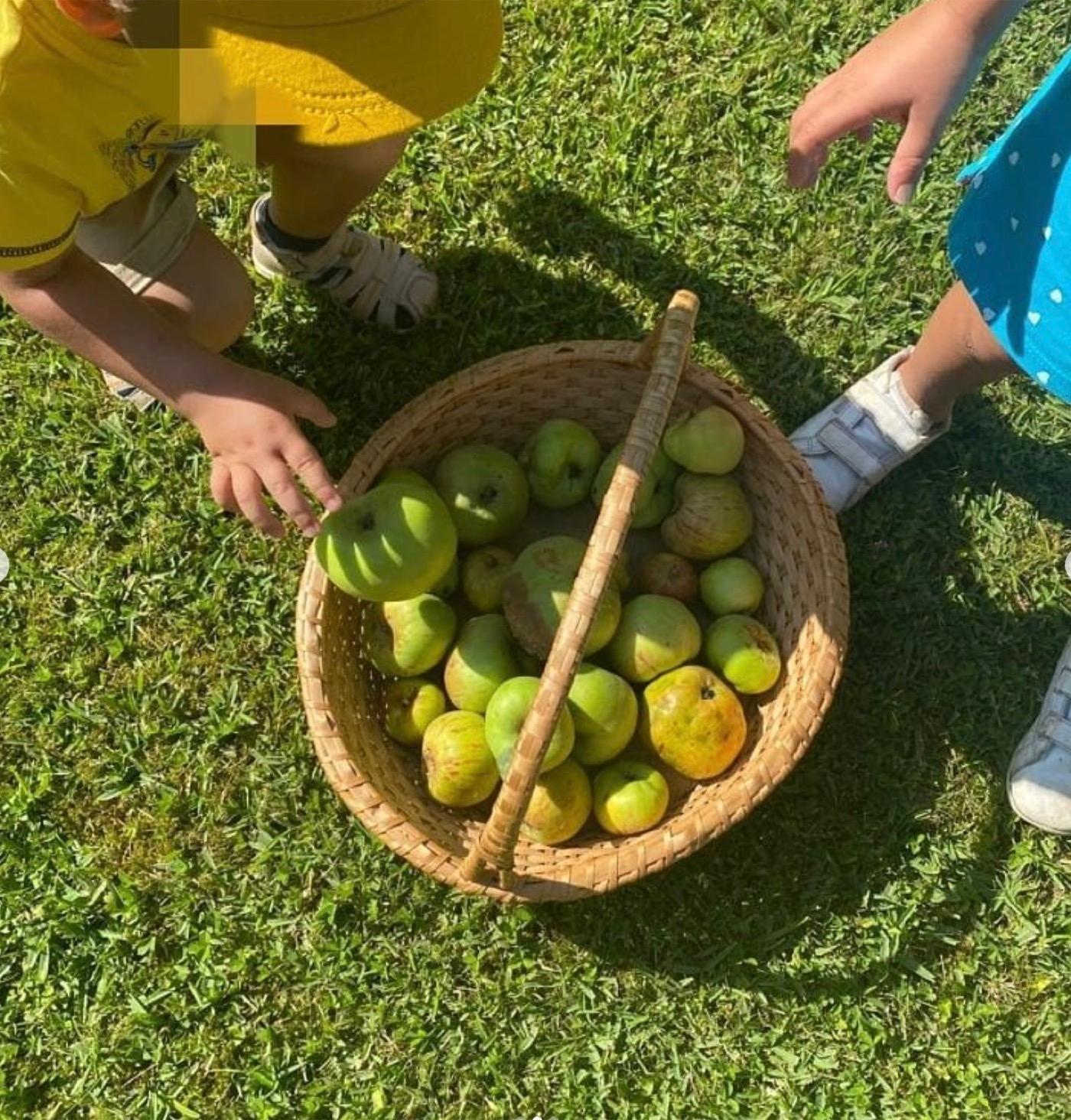 Cesta de manzanas recién cogidas del huerto, con las manos de los niños alrededor
